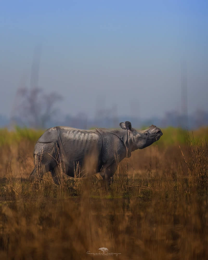 Indian Wildlife Photography by Swarnendu Chatterjee