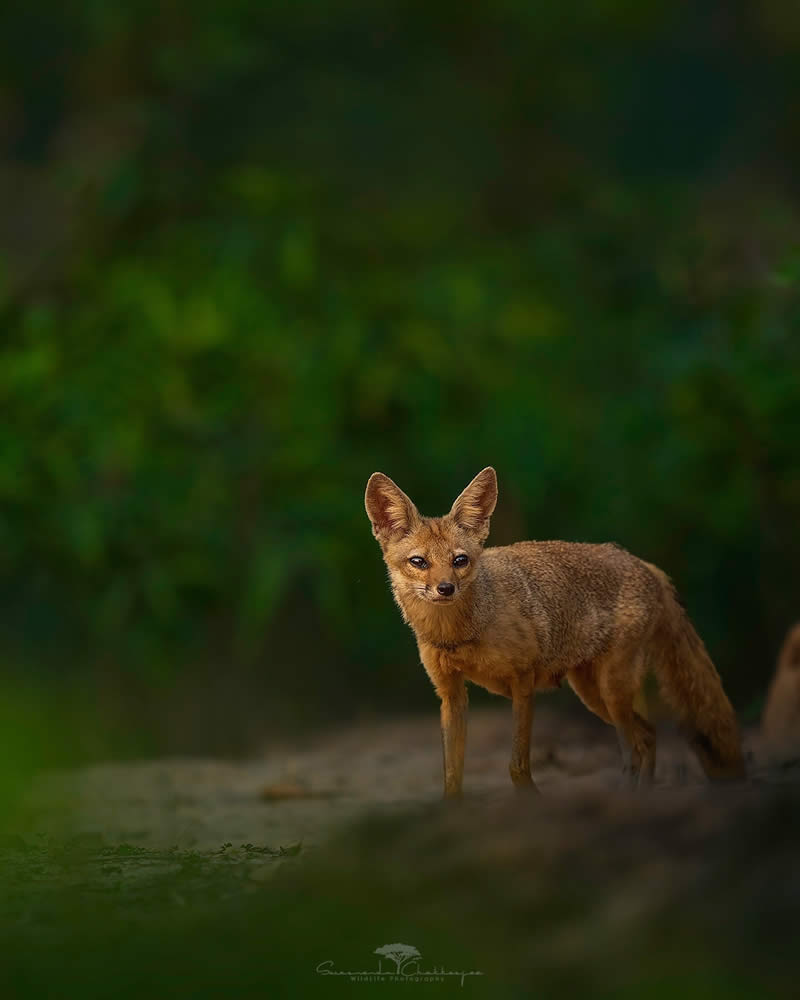 Indian Wildlife Photography by Swarnendu Chatterjee