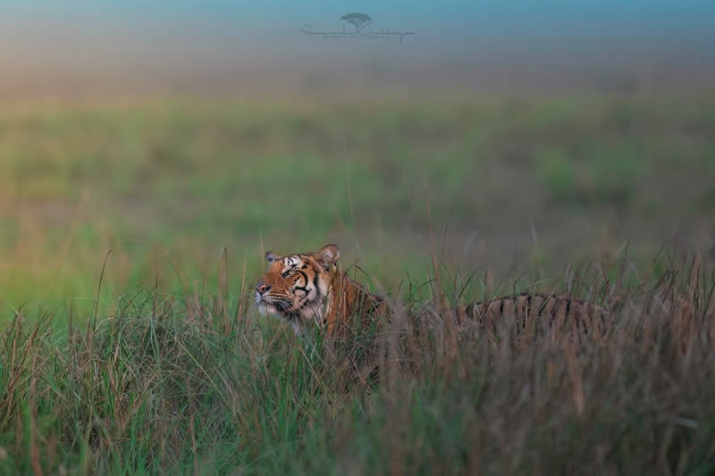 Indian Wildlife Photography by Swarnendu Chatterjee