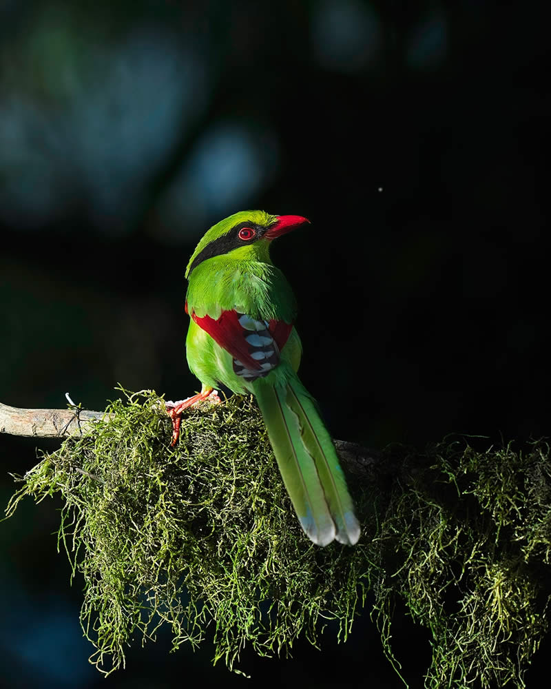 Indian Wildlife Photography by Swarnendu Chatterjee