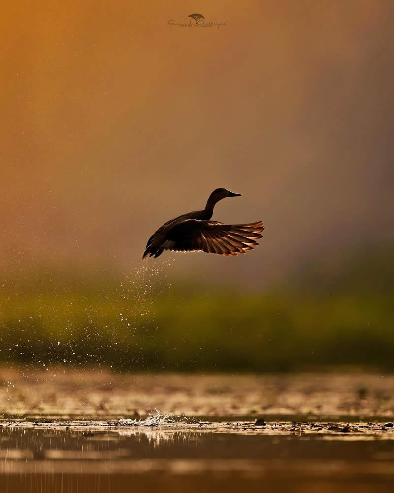 Indian Wildlife Photography by Swarnendu Chatterjee