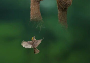 Indian Wildlife Photography by Swarnendu Chatterjee