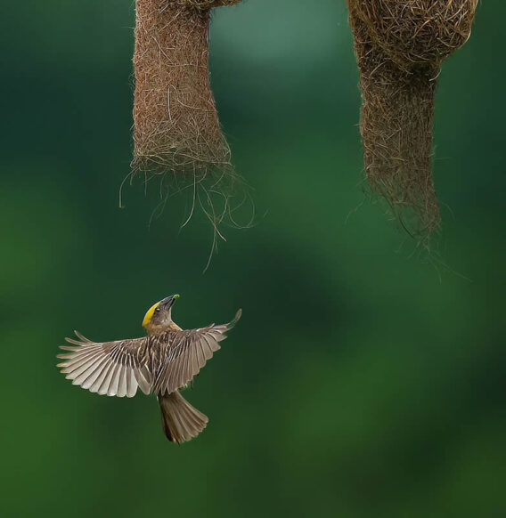 Indian Wildlife Photographer Swarnendu Chatterjee Captures Stunning Animal Photos in Their Natural Habitat