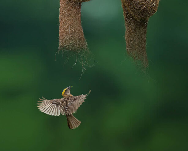 Indian Wildlife Photographer Swarnendu Chatterjee Captures Stunning Animal Photos in Their Natural Habitat