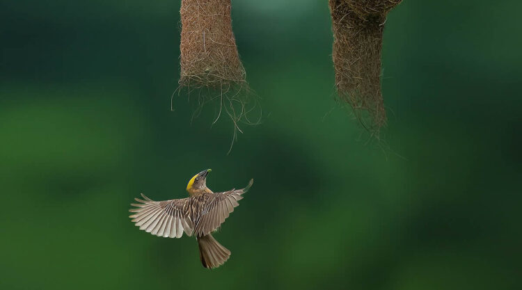 Indian Wildlife Photography by Swarnendu Chatterjee