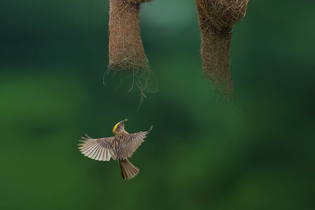 Indian Wildlife Photography by Swarnendu Chatterjee