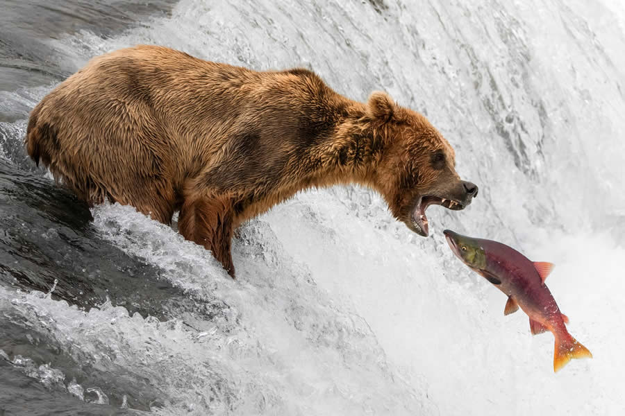 1839 Photographer of the Year Awards Wildlife Winners