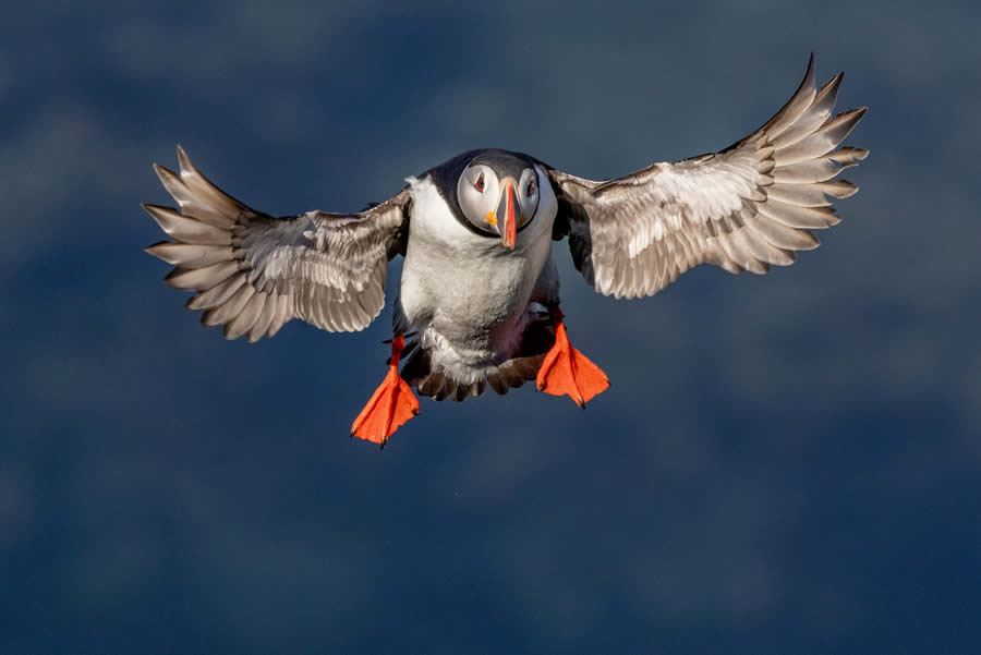 1839 Photographer of the Year Awards Wildlife Winners