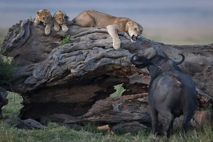 1839 Photographer of the Year Awards Wildlife Winners