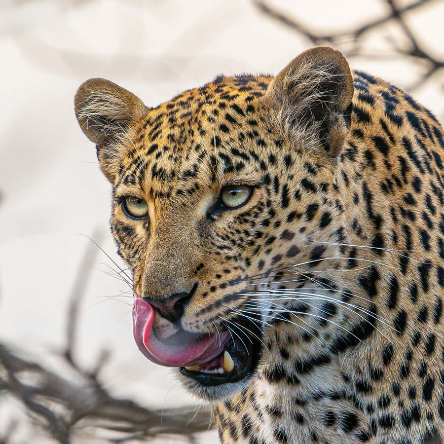 1839 Photographer of the Year Awards Wildlife Winners