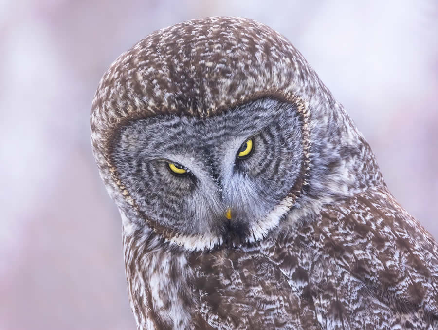 1839 Photographer of the Year Awards Wildlife Winners