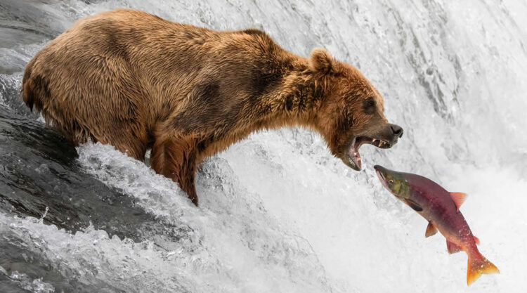 1839 Photographer of the Year Awards Wildlife Winners