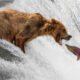 1839 Photographer of the Year Awards Wildlife Winners