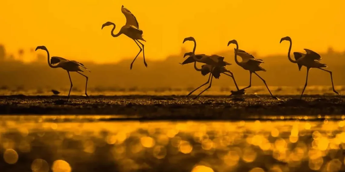 Flamingo silhouettes taking flight at golden sunset