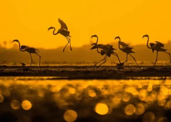 Flamingo silhouettes taking flight at golden sunset