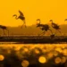Flamingo silhouettes taking flight at golden sunset