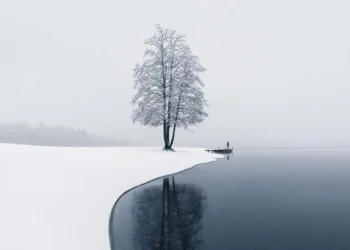 Snow-covered shoreline with a lone bare tree reflected in a calm lake on a misty winter day