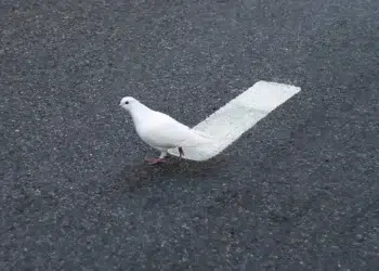 White dove standing on a road over a painted line
