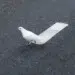 White dove standing on a road over a painted line