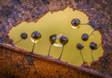 Beauty of Fungi Through Macro Photography