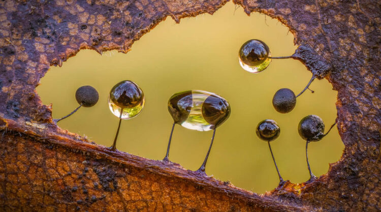 Beauty of Fungi Through Macro Photography