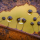 Beauty of Fungi Through Macro Photography