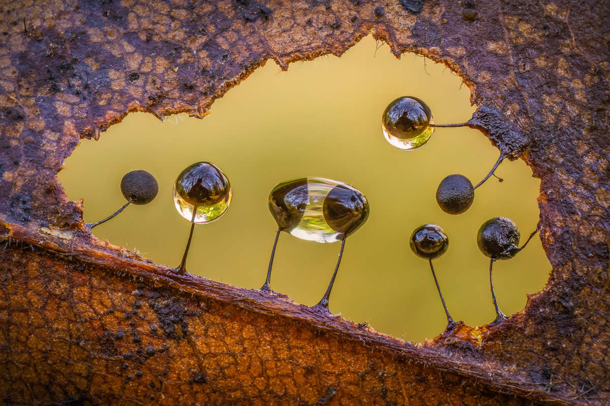 Beauty of Fungi Through Macro Photography