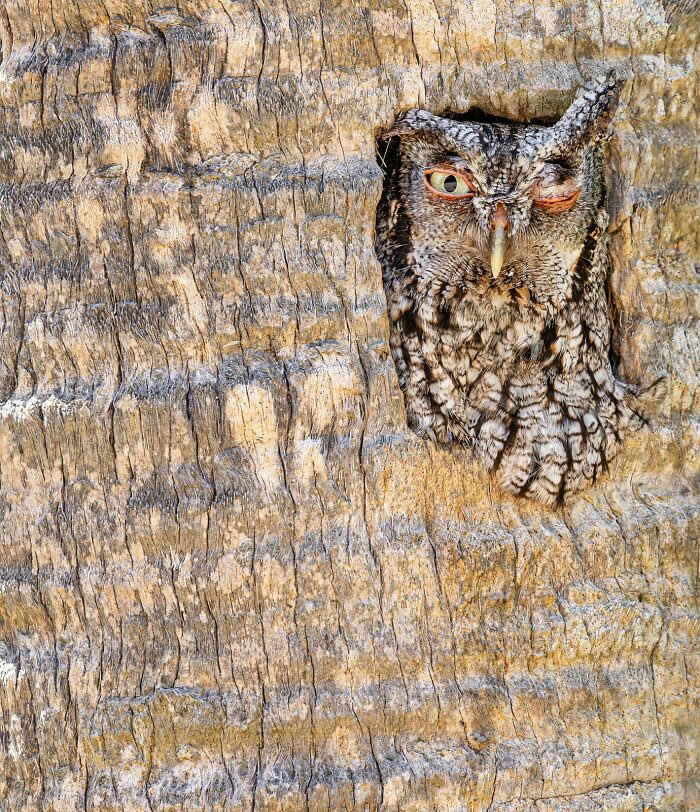 2024 Bird Photographer of the Year Contest Best Photos