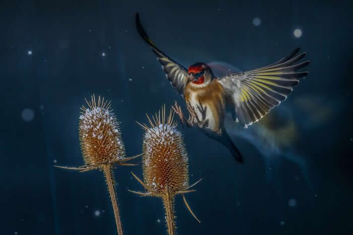 2024 Bird Photographer of the Year Contest Best Photos