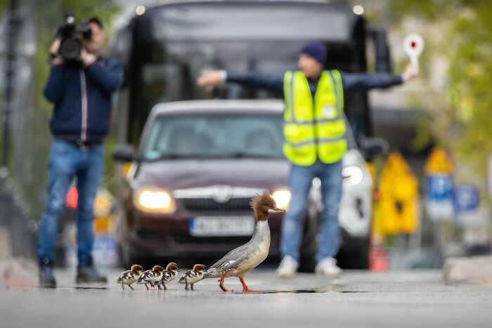 2024 Bird Photographer of the Year Contest Best Photos