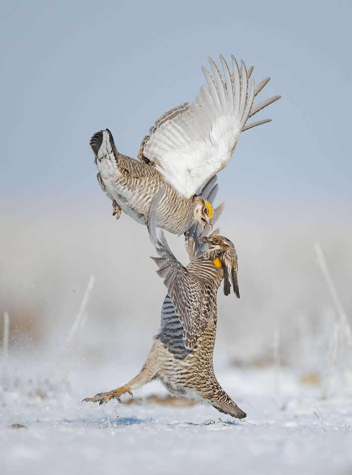 2024 Bird Photographer of the Year Contest Best Photos