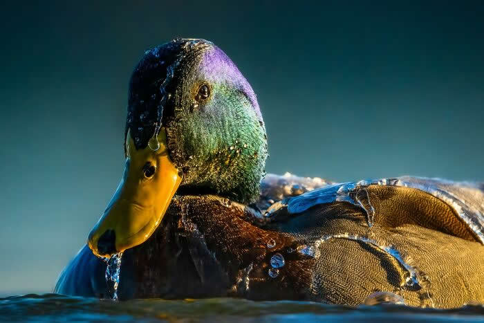 2024 Bird Photographer of the Year Contest Best Photos