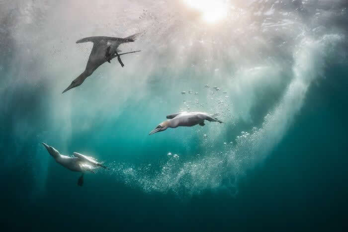 2024 Bird Photographer of the Year Contest Best Photos