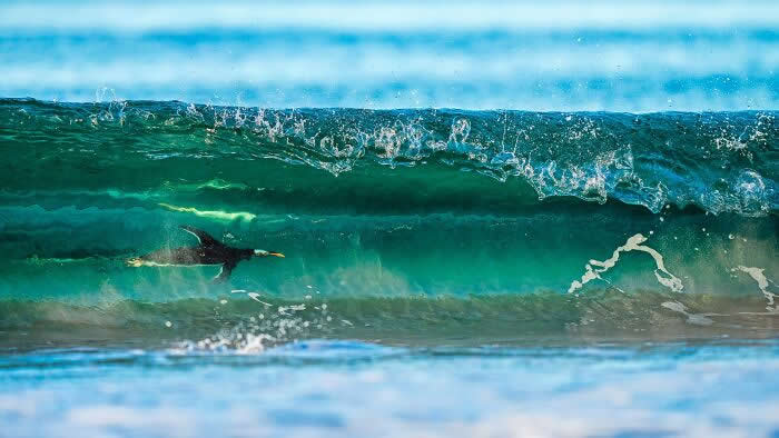 2024 Bird Photographer of the Year Contest Best Photos