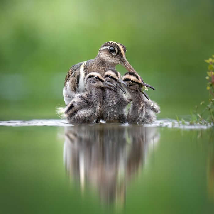 2024 Bird Photographer of the Year Contest Best Photos