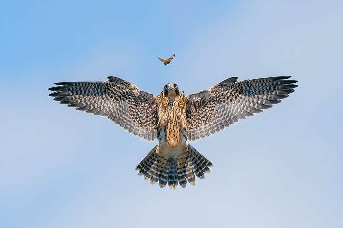 2024 Bird Photographer of the Year Contest Best Photos