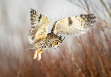 2024 Bird Photographer of the Year Contest Best Photos