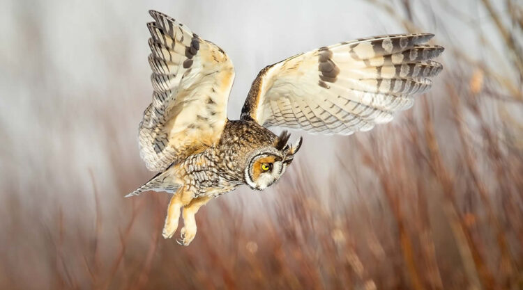 2024 Bird Photographer of the Year Contest Best Photos