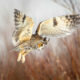 2024 Bird Photographer of the Year Contest Best Photos