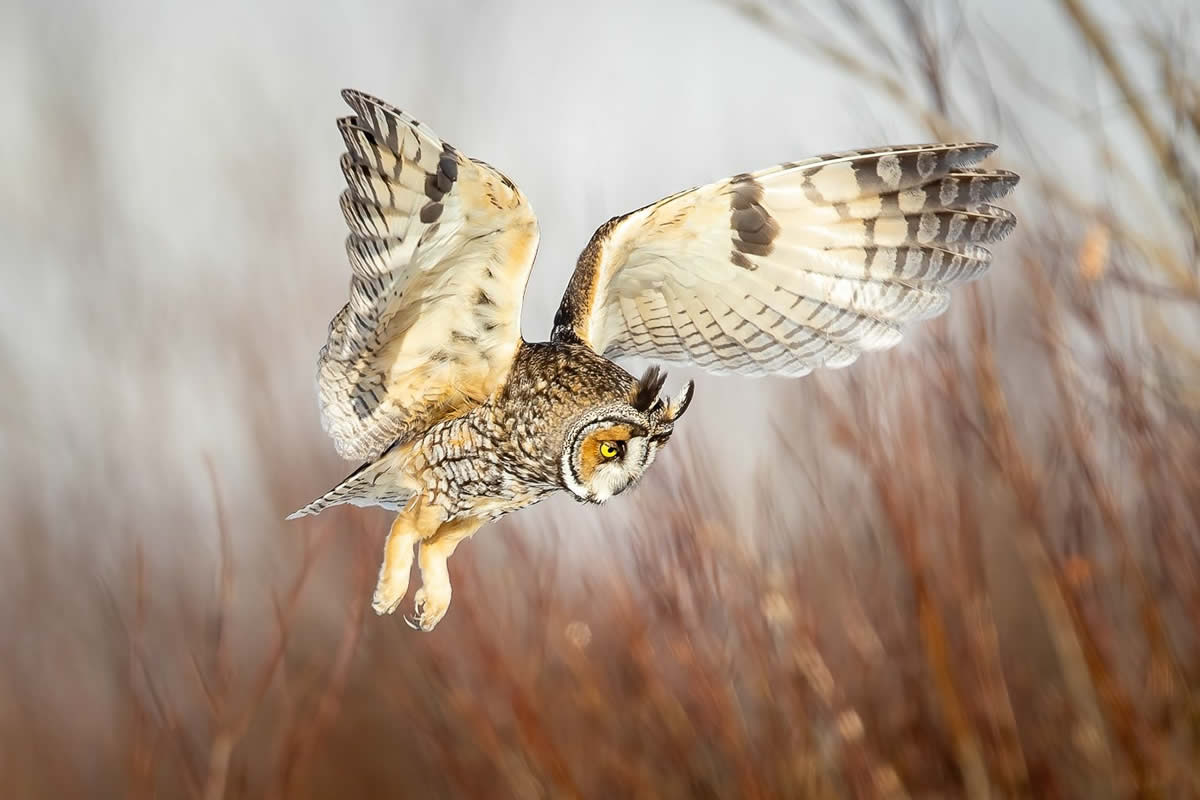 2024 Bird Photographer of the Year Contest Best Photos