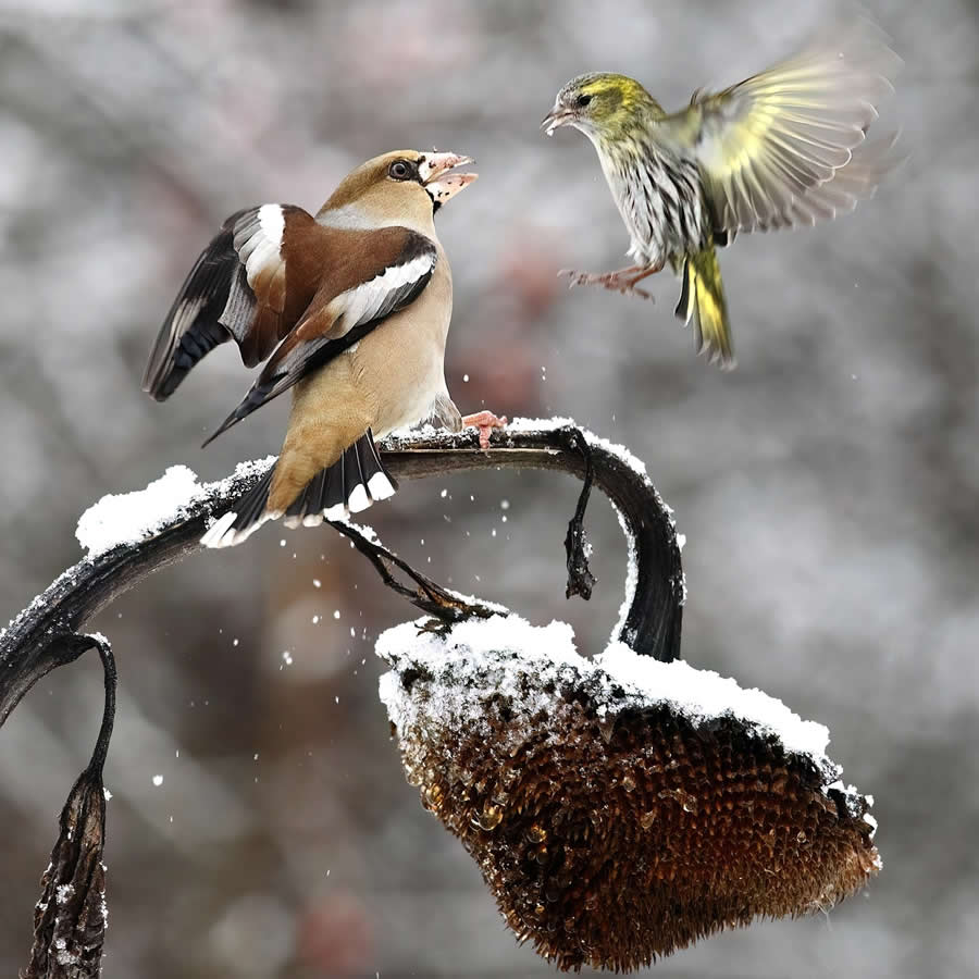 Beautiful Bird Photography by Antonio Aguti