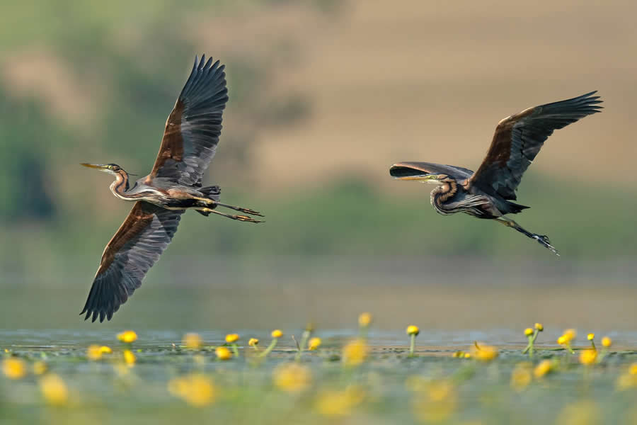 Beautiful Bird Photography by Antonio Aguti