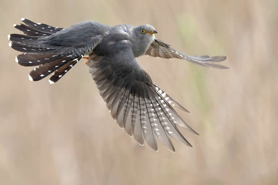 Beautiful Bird Photography by Antonio Aguti