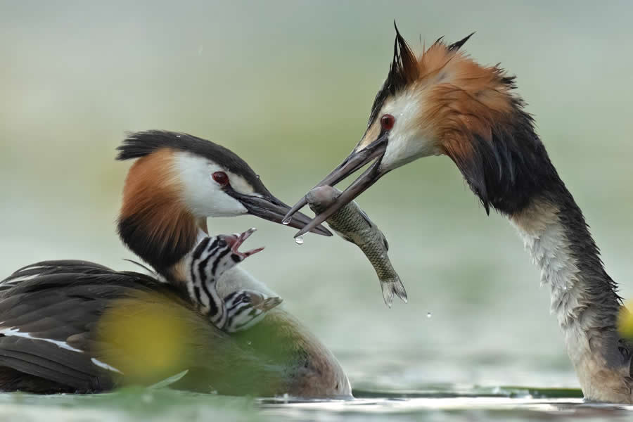 Beautiful Bird Photography by Antonio Aguti