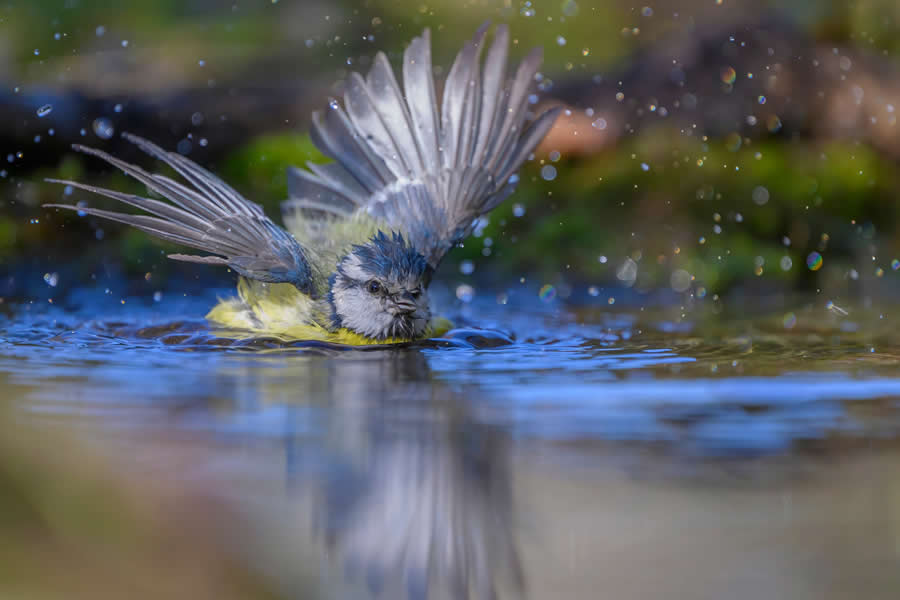 Beautiful Bird Photography by Antonio Aguti