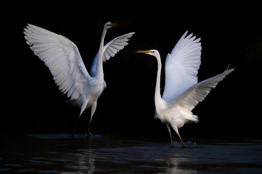 Beautiful Bird Photography by Antonio Aguti