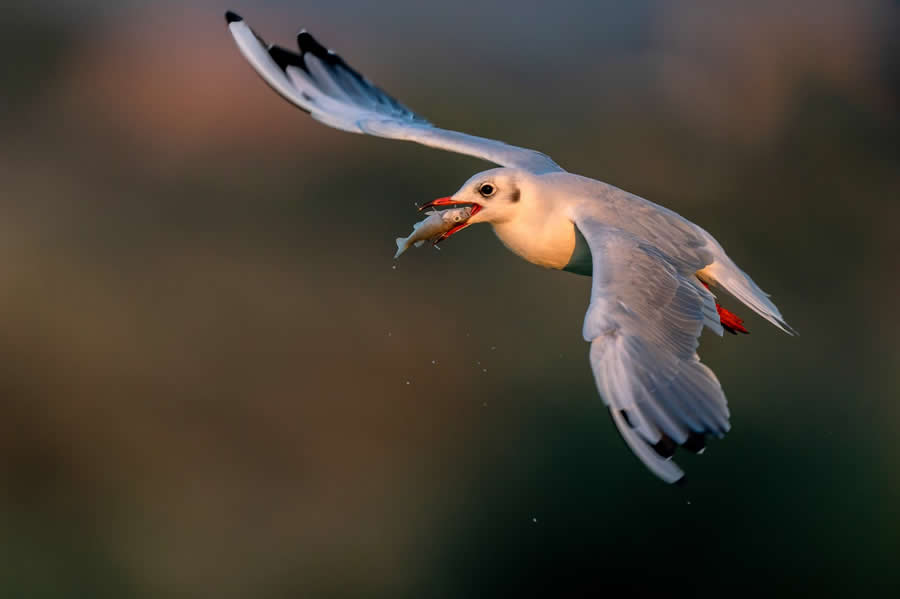 Beautiful Bird Photography by Antonio Aguti