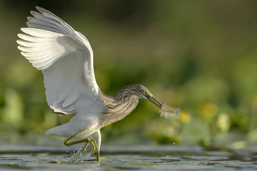 Beautiful Bird Photography by Antonio Aguti