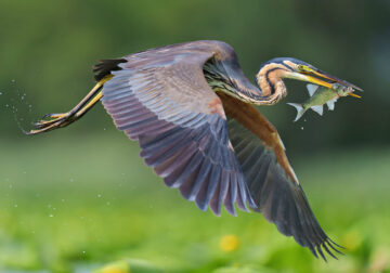 Beautiful Bird Photography by Antonio Aguti