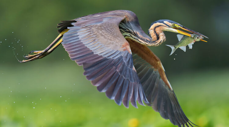 Beautiful Bird Photography by Antonio Aguti